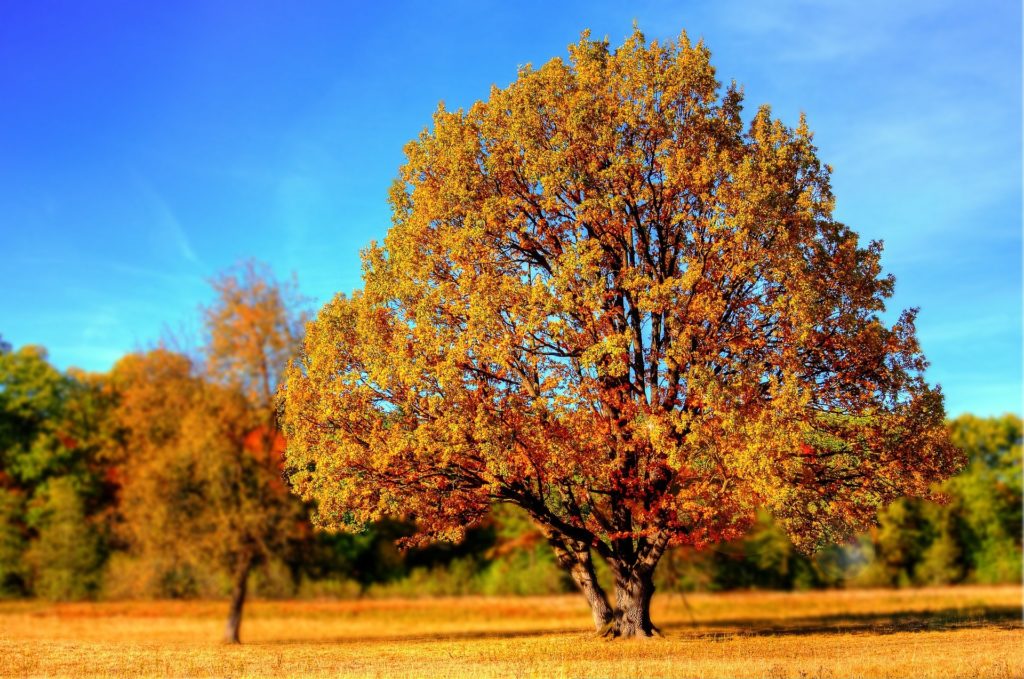 tree-99852_1920_autumn_pixabay_user_giani