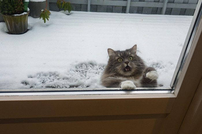 cat meowing in the snow outside the patio door.